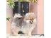 PoulaTo: Pomeranians